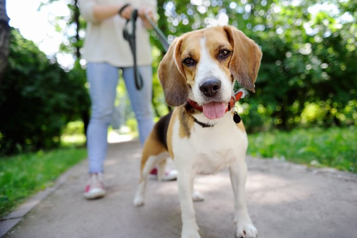 散歩中の茶の垂れ耳の犬