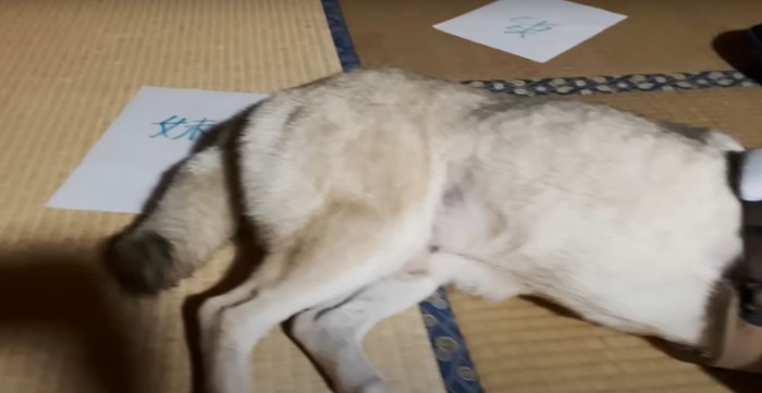 畳の上に置かれた紙と犬のお尻