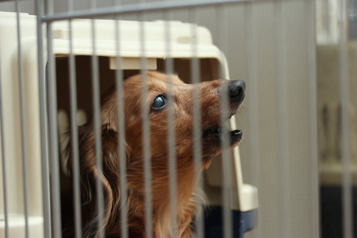 クレートから吠える犬