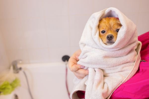 タオルに包まれる犬