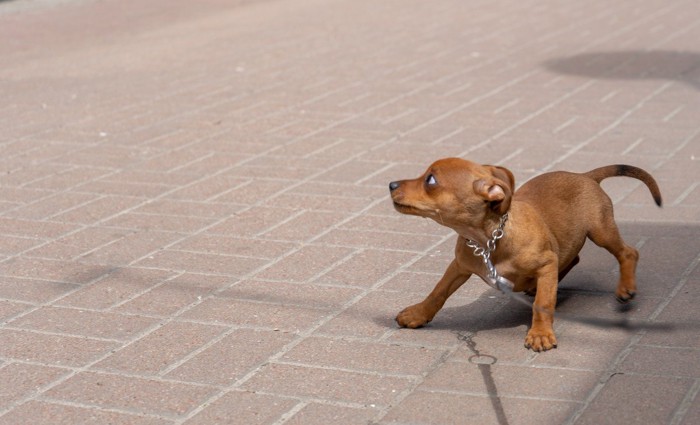 外で怯えている子犬