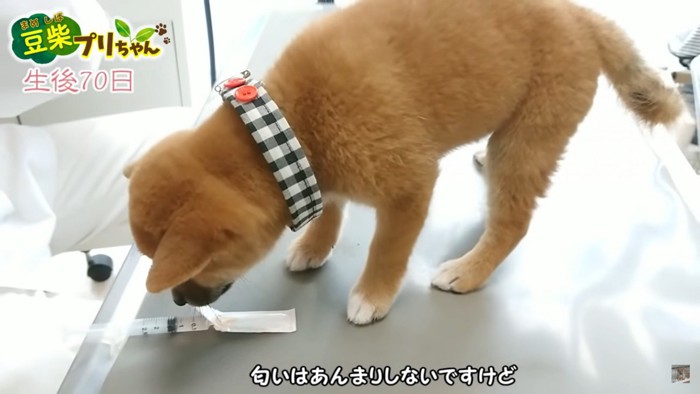 注射器のニオイをチェックするプリちゃん