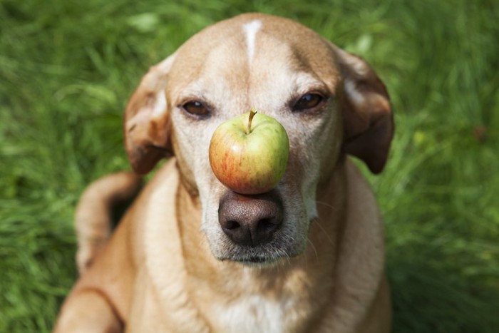 鼻の上にリンゴを乗せた犬