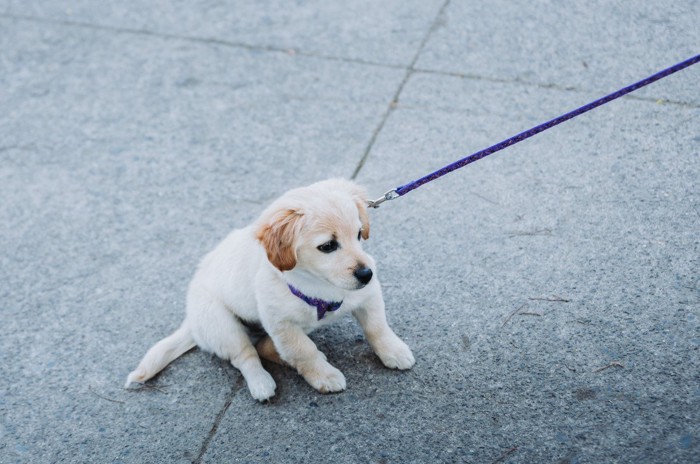 動こうとしない犬