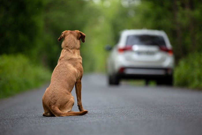 車を見つめる犬の後ろ姿