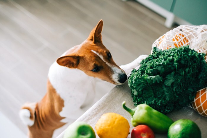 野菜を見ている犬