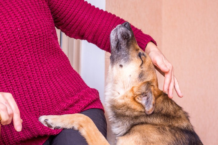 手を置いておねだりする犬