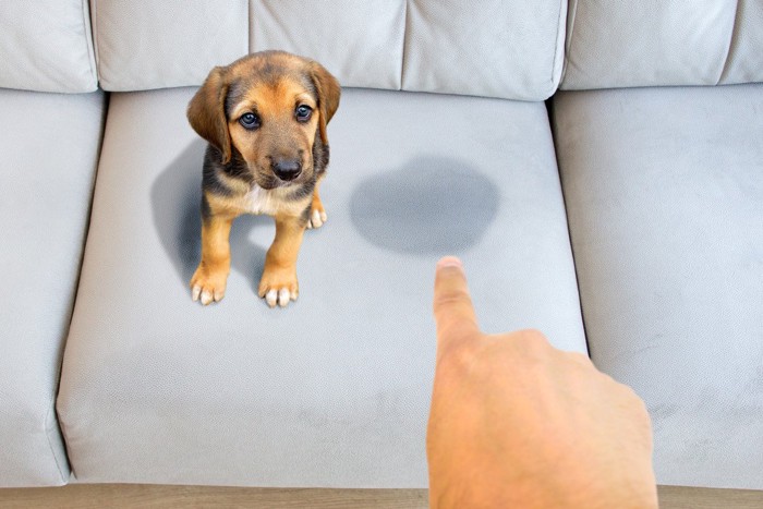 ソファに粗相をして叱られる子犬