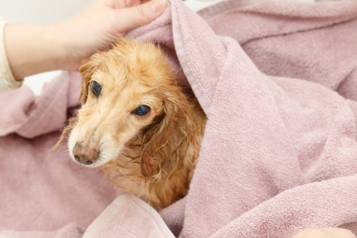 タオルドライしてもらう犬