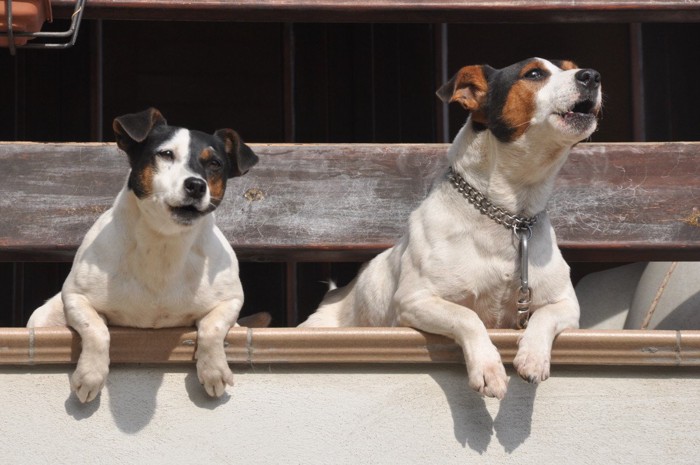 身を乗り出して吠える2匹の犬