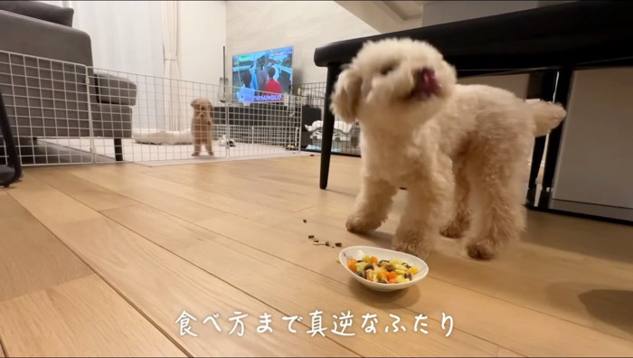 ごはんを食べる犬
