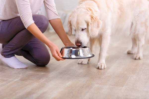 犬がオクラを食べる時の与え方