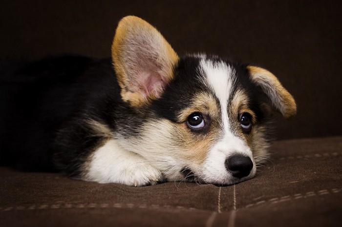 上目遣いで様子をうかがう犬