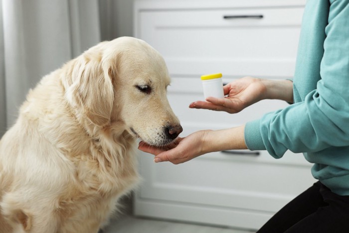 薬を飲ます女性と犬