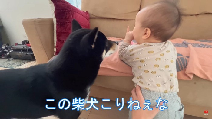 赤ちゃんから離れないあずきくん