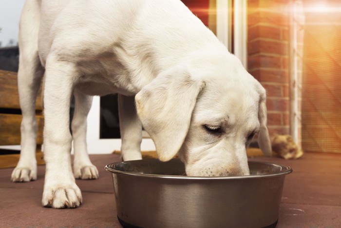 食事をする白い犬