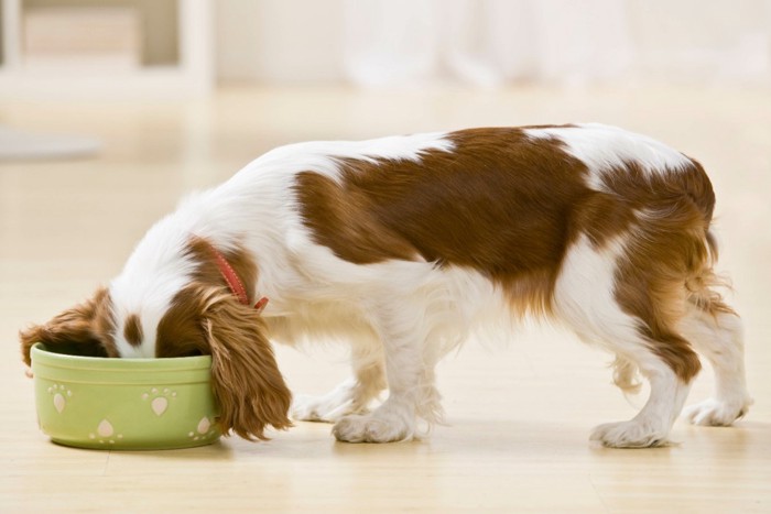 フードボウルに顔を入れる犬