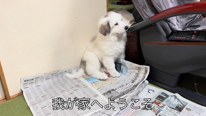 緊張した面持ちの子犬さん