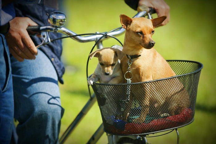 自転車カゴ2匹の犬