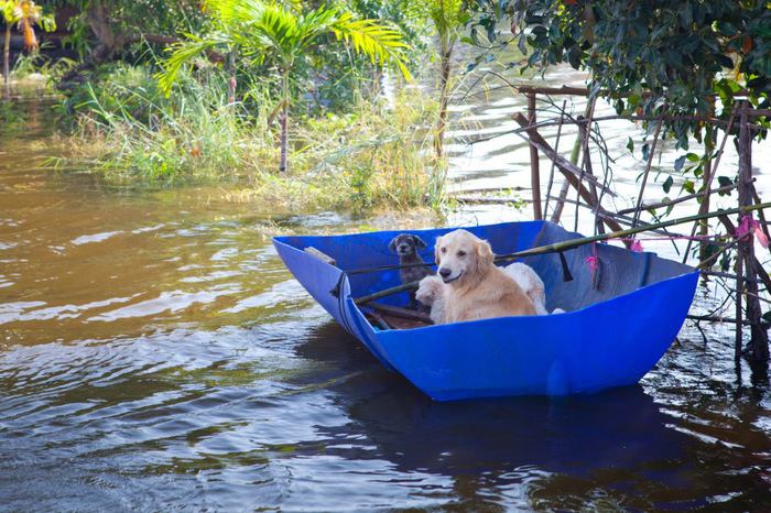 洪水時に避難中の犬たち