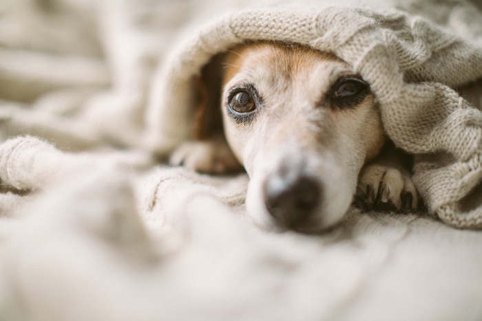 毛布にくるまる犬