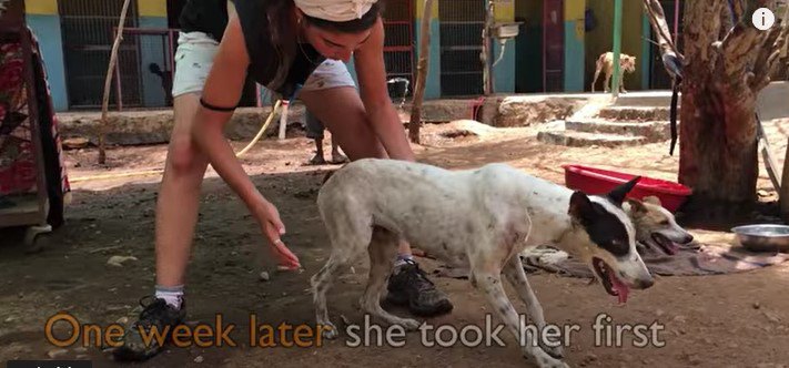 ふらついて歩く犬