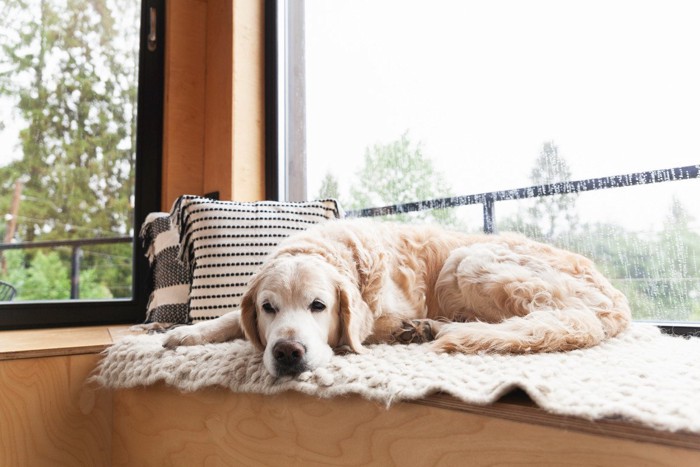 雨天に窓際で眠る大型犬