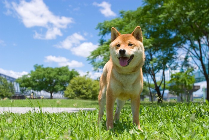 お花畑の柴犬