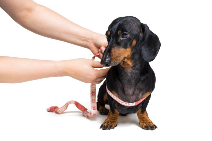 スケールを持つ手と犬