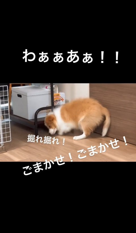 出たと思ったのかな？