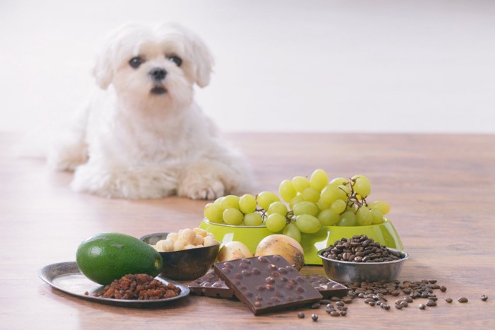 犬にNGな食材