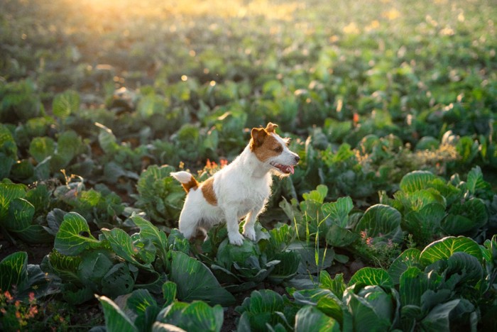 菜園と犬