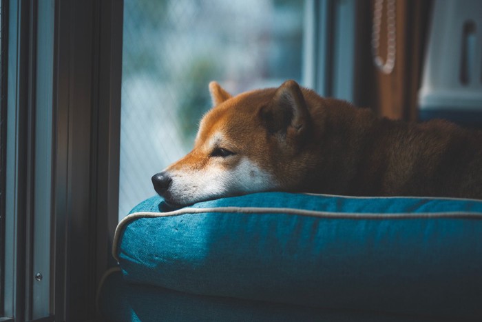 窓辺でクッションに寝そべる柴犬