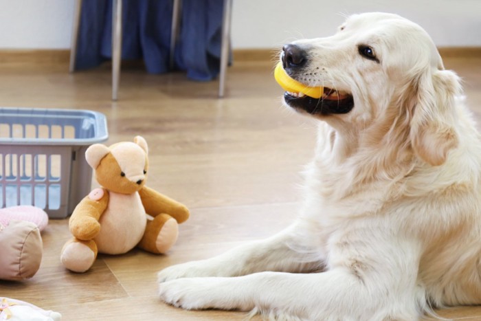 ぬいぐるみとおもちゃをくわえる犬