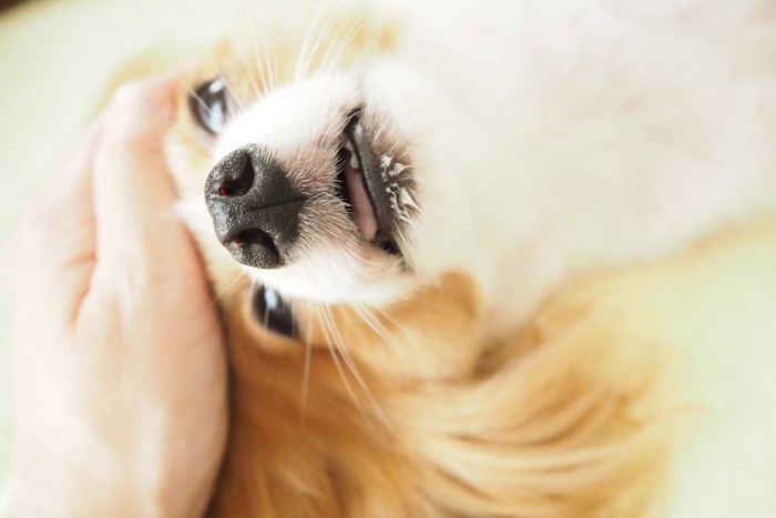 撫でられてうっとりする犬