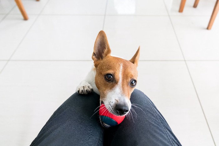 飼い主さんの膝の上にあるボールを咥える犬