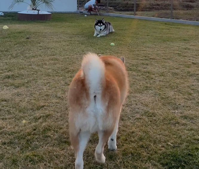 ドッグランで鉢合わせになる柴犬とハスキー