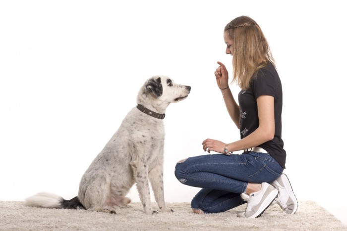 指示される犬