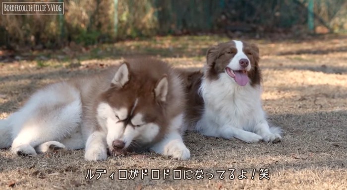 ボールを噛む犬とその隣で笑顔になる犬