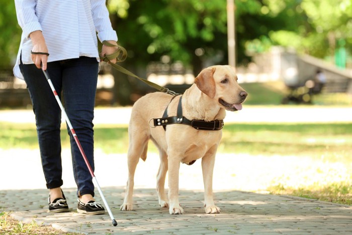 盲導犬と散歩する人