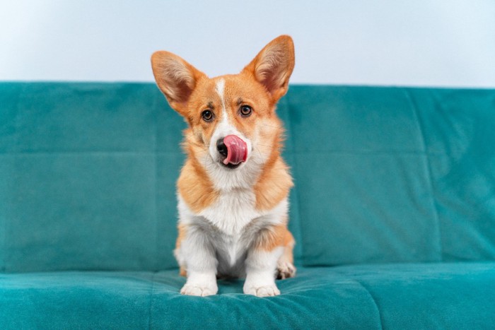 口周りを舐める犬