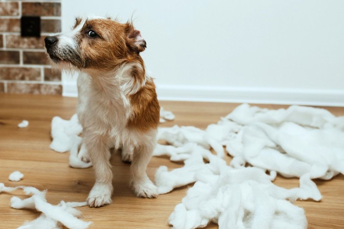 いたずらをしている犬