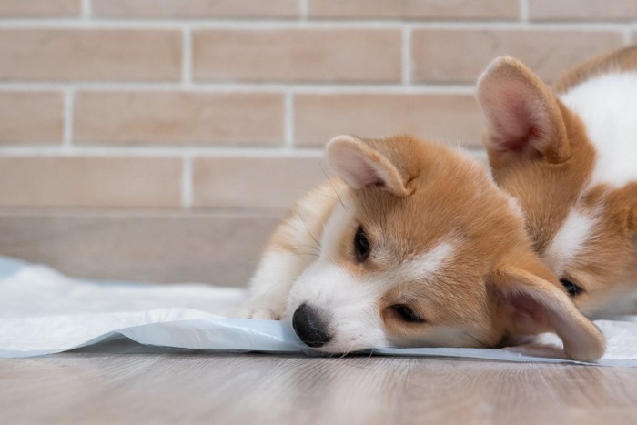 トイレシートの上で寝そうな子犬