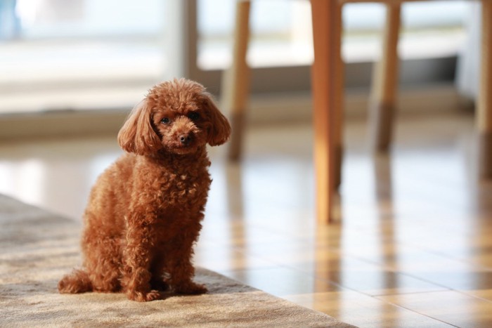 マットの敷かれた室内と犬