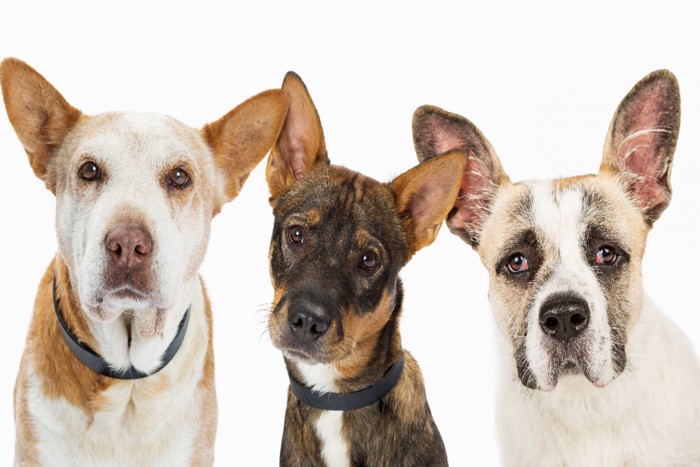 3頭の犬たち