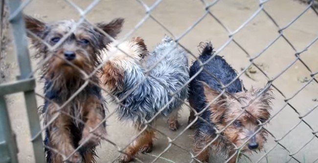 濡れそぼって震える犬たち