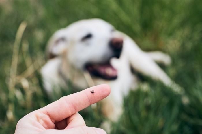 虫と犬