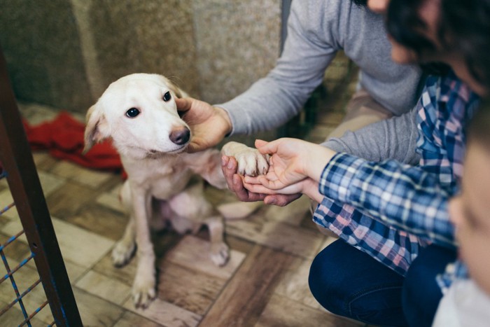 保護犬と会う家族