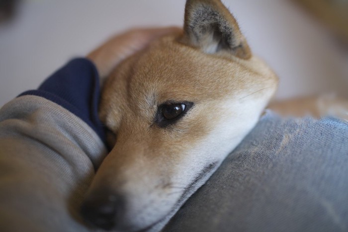 甘えている犬