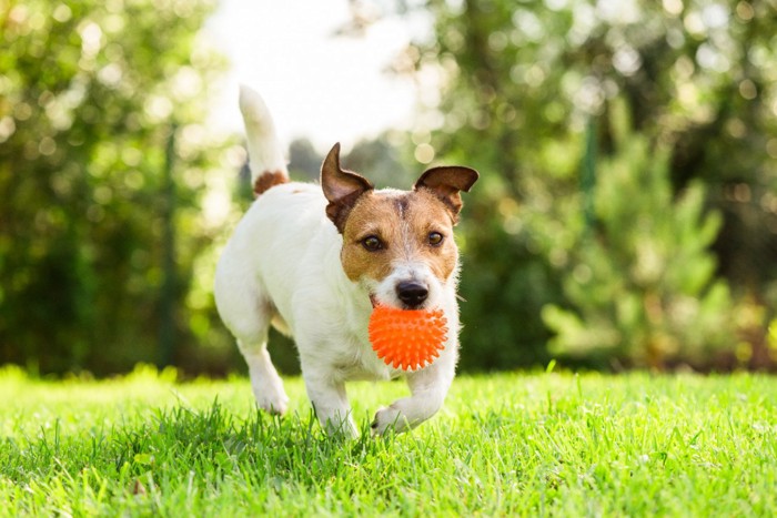 ボールをくわえて走る犬